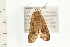  ( - 08BBLEP-01131)  @13 [ ] CreativeCommons - Attribution (2008) Unspecified Centre for Biodiversity Genomics