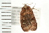  ( - 08BBLEP-01597)  @13 [ ] CreativeCommons - Attribution (2008) Unspecified Centre for Biodiversity Genomics