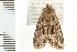  ( - 08BBLEP-01618)  @13 [ ] CreativeCommons - Attribution (2008) Unspecified Centre for Biodiversity Genomics