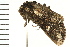  ( - 08BBLEP-01619)  @12 [ ] CreativeCommons - Attribution (2008) Unspecified Centre for Biodiversity Genomics