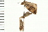  ( - 08BBLEP-01652)  @12 [ ] CreativeCommons - Attribution (2008) Unspecified Centre for Biodiversity Genomics