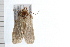  ( - 08BBLEP-04029)  @13 [ ] CreativeCommons - Attribution (2009) Unspecified Centre for Biodiversity Genomics