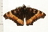  ( - 08BBLEP-01344)  @13 [ ] CreativeCommons - Attribution (2008) Unspecified Centre for Biodiversity Genomics