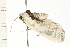  ( - 08BBLEP-00929)  @12 [ ] CreativeCommons - Attribution (2008) Unspecified Centre for Biodiversity Genomics