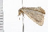  ( - 08BBLEP-05079)  @13 [ ] CreativeCommons - Attribution (2009) Unspecified Centre for Biodiversity Genomics