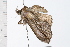  ( - 08BBLEP-05171)  @13 [ ] CreativeCommons - Attribution (2009) Unspecified Centre for Biodiversity Genomics