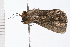  ( - 08BBLEP-05172)  @12 [ ] CreativeCommons - Attribution (2009) Unspecified Centre for Biodiversity Genomics
