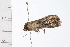  ( - 08BBLEP-05190)  @12 [ ] CreativeCommons - Attribution (2009) Unspecified Centre for Biodiversity Genomics