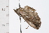  ( - 08BBLEP-05197)  @13 [ ] CreativeCommons - Attribution (2009) Unspecified Centre for Biodiversity Genomics