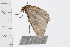  ( - 08BBLEP-05230)  @13 [ ] CreativeCommons - Attribution (2009) Unspecified Centre for Biodiversity Genomics