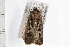  ( - 08BBLEP-05435)  @13 [ ] CreativeCommons - Attribution (2009) Unspecified Centre for Biodiversity Genomics