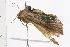  ( - 08BBLEP-05449)  @13 [ ] CreativeCommons - Attribution (2009) Unspecified Centre for Biodiversity Genomics