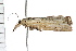  ( - 08BBLEP-05451)  @13 [ ] CreativeCommons - Attribution (2009) Unspecified Centre for Biodiversity Genomics