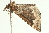  ( - 08BBLEP-05593)  @12 [ ] CreativeCommons - Attribution (2009) Unspecified Centre for Biodiversity Genomics