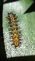  (Chlosyne gaudialis - MLL-00143)  @14 [ ] Unspecified (default): All Rights Reserved  Unspecified Unspecified