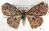 (Cyclophora sp. AAF7883 - USNM ENT 00454033)  @14 [ ] Unspecified (default): All Rights Reserved  Unspecified Unspecified