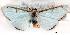 (Cirrhochrista cf. brizoalis - USNM ENT 00455234)  @14 [ ] Unspecified (default): All Rights Reserved  Unspecified Unspecified