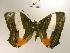  ( - USNM ENT 00459684)  @14 [ ] Unspecified (default): All Rights Reserved  Unspecified Unspecified