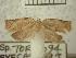  (Adoxophyes sp. 11 - USNM ENT 00211053)  @13 [ ] Unspecified (default): All Rights Reserved  Unspecified Unspecified