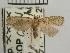  (CopromorphidaeGEN sp. AAG3732 - USNM ENT 00505285)  @14 [ ] Unspecified (default): All Rights Reserved  Unspecified Unspecified