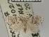  ( - USNM ENT 00508540)  @13 [ ] Unspecified (default): All Rights Reserved  Unspecified Unspecified