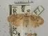  (Agriophara sp. AAD4602 - USNM ENT 00503572)  @13 [ ] Unspecified (default): All Rights Reserved  Unspecified Unspecified