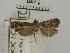  (CopromorphidaeGEN sp. AAG0483 - USNM ENT 00509112)  @13 [ ] Unspecified (default): All Rights Reserved  Unspecified Unspecified