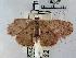  (Cyclophora sp. AAF7884 - USNM ENT 00647999)  @13 [ ] Unspecified (default): All Rights Reserved  Unspecified Unspecified