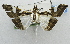  ( - USNM ENT 00733644)  @11 [ ] CreativeCommons - Attribution Share-Alike (2017) Unspecified Smithsonian Institution National Museum of Natural History