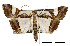  ( - USNM ENT 00676161)  @11 [ ] CreativeCommons - Attribution Share-Alike (2017) Unspecified Smithsonian Institution National Museum of Natural History