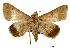  (Plecoptera violacea - USNM ENT 00733797)  @14 [ ] Unspecified (default): All Rights Reserved  Unspecified Unspecified