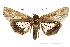  (Lophoptera multistriata - USNM ENT 00733850)  @13 [ ] Unspecified (default): All Rights Reserved  Unspecified Unspecified