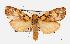  (Cyme reticulata - USNM ENT 00733466)  @15 [ ] Unspecified (default): All Rights Reserved  Unspecified Unspecified
