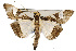  ( - USNM ENT 00733646)  @14 [ ] Unspecified (default): All Rights Reserved  Unspecified Unspecified