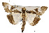  ( - USNM ENT 00733646.1)  @11 [ ] CreativeCommons - Attribution Share-Alike (2017) Unspecified Smithsonian Institution National Museum of Natural History