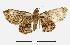  (Bosara exortiva - USNM ENT 00733722)  @14 [ ] Unspecified (default): All Rights Reserved  Unspecified Unspecified