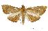  (Hyalobathra sp. AAK5391 - USNM ENT 00733501)  @14 [ ] Unspecified (default): All Rights Reserved  Unspecified Unspecified