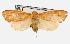  (Cyme sp. 1 nr sexualis - USNM ENT 00733447.1)  @11 [ ] CreativeCommons - Attribution Share-Alike (2017) Unspecified Smithsonian Institution National Museum of Natural History