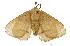  (Strigivenifera venata - USNM ENT 00192321)  @14 [ ] Unspecified (default): All Rights Reserved  Unspecified Unspecified