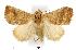  (Eublemma baccalix - USNM ENT 00193094)  @14 [ ] Unspecified (default): All Rights Reserved  Unspecified Unspecified