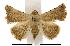  (Eublemma gayneri - USNM ENT 00193571)  @14 [ ] Unspecified (default): All Rights Reserved  Unspecified Unspecified