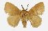  (Scotinocerides microstricta - USNM ENT 00194422)  @14 [ ] Unspecified (default): All Rights Reserved  Unspecified Unspecified