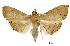  (Hyalobathra nr. crenulata - USNM ENT 00733500)  @15 [ ] Unspecified (default): All Rights Reserved  Unspecified Unspecified