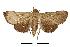  (Rhesala nr. fusiformis - USNM ENT 00733799)  @14 [ ] Unspecified (default): All Rights Reserved  Unspecified Unspecified