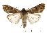  (Spodoptera exempta - USNM ENT 00733815)  @15 [ ] Unspecified (default): All Rights Reserved  Unspecified Unspecified