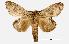  ( - USNM ENT 00733871.1)  @11 [ ] CreativeCommons - Attribution Share-Alike (2017) Unspecified Smithsonian Institution National Museum of Natural History