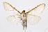  (Cydalima plumifera - USNM ENT 00733543)  @14 [ ] Unspecified (default): All Rights Reserved  Unspecified Unspecified