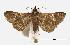  (Naarda n. sp - USNM ENT 00733840)  @14 [ ] Unspecified (default): All Rights Reserved  Unspecified Unspecified