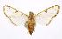  (Cirrhochrista brizoalis - USNM ENT 00733424)  @14 [ ] Unspecified (default): All Rights Reserved  Unspecified Unspecified