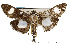  ( - USNM ENT 00733550)  @14 [ ] Unspecified (default): All Rights Reserved  Unspecified Unspecified